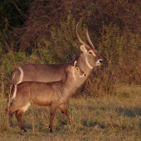 Mziki Safari Lodge Beestekraal  Экстерьер фото