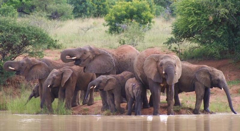 Mziki Safari Lodge Beestekraal  Экстерьер фото