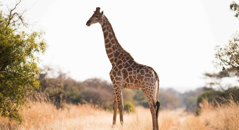 Mziki Safari Lodge Beestekraal  Экстерьер фото