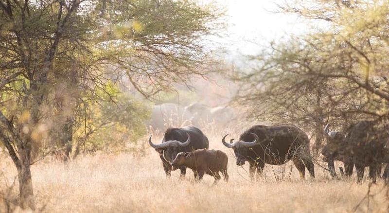 Mziki Safari Lodge Beestekraal  Экстерьер фото