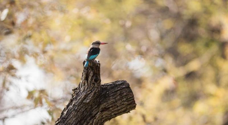 Mziki Safari Lodge Beestekraal  Экстерьер фото