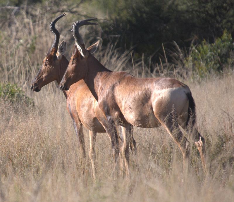 Mziki Safari Lodge Beestekraal  Экстерьер фото