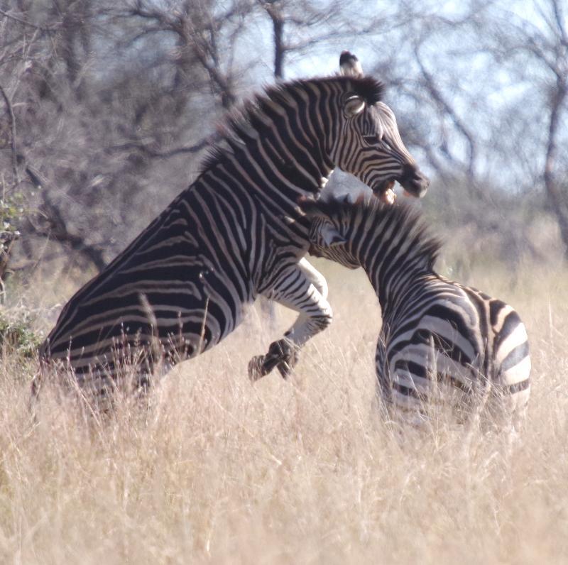 Mziki Safari Lodge Beestekraal  Экстерьер фото