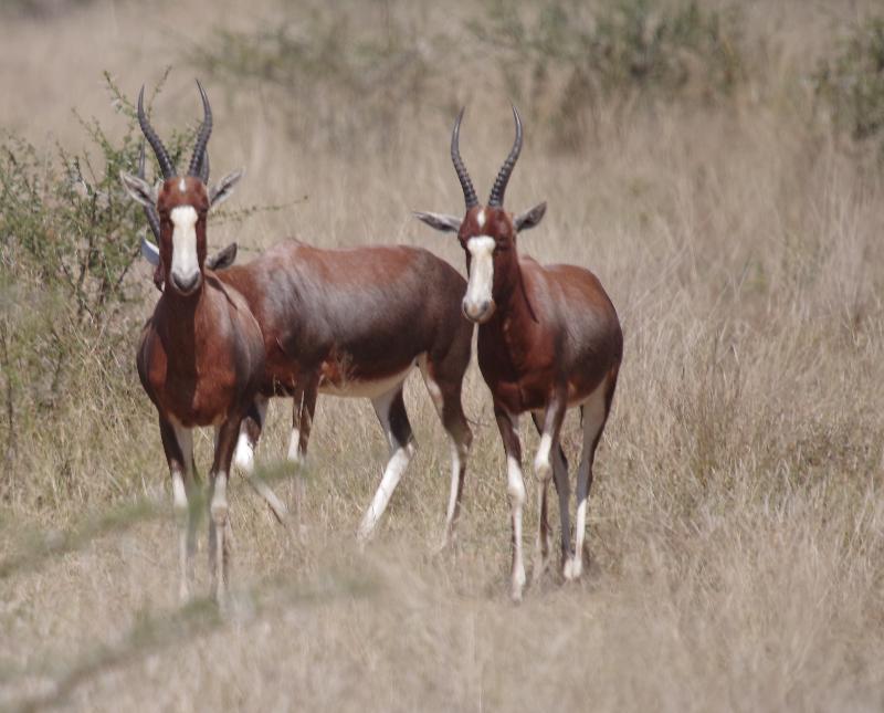 Mziki Safari Lodge Beestekraal  Экстерьер фото