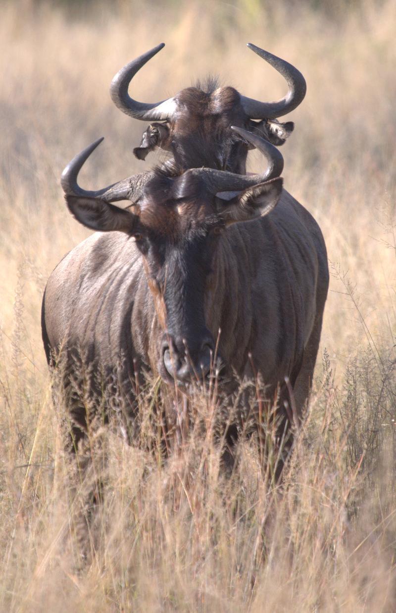 Mziki Safari Lodge Beestekraal  Экстерьер фото