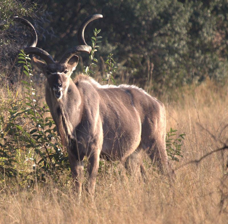 Mziki Safari Lodge Beestekraal  Экстерьер фото