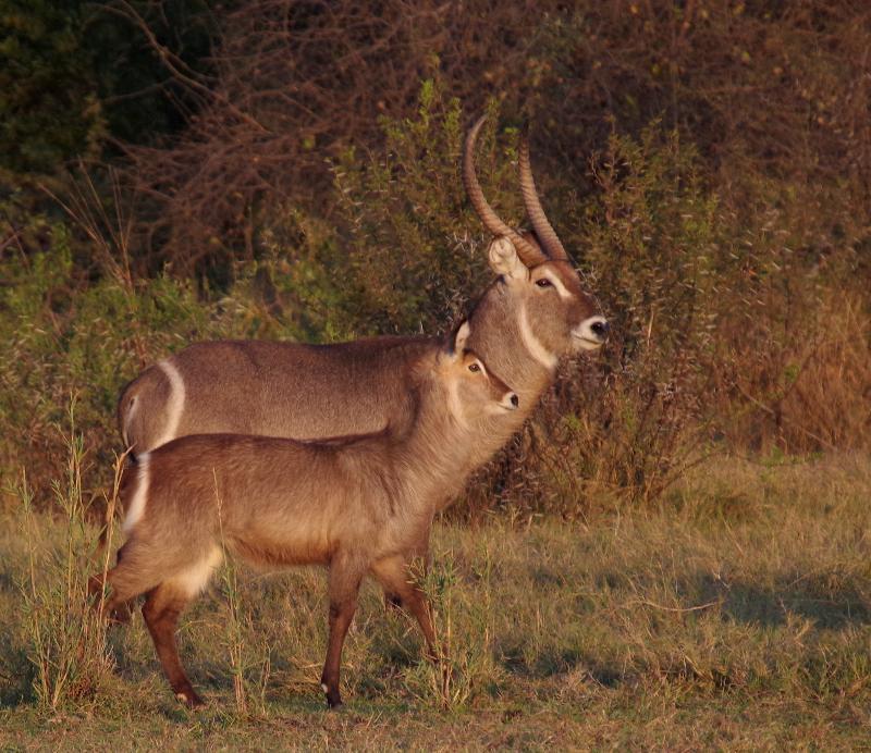 Mziki Safari Lodge Beestekraal  Экстерьер фото