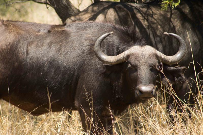 Mziki Safari Lodge Beestekraal  Экстерьер фото