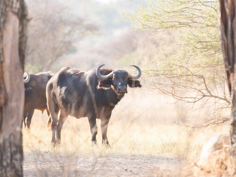 Mziki Safari Lodge Beestekraal  Экстерьер фото